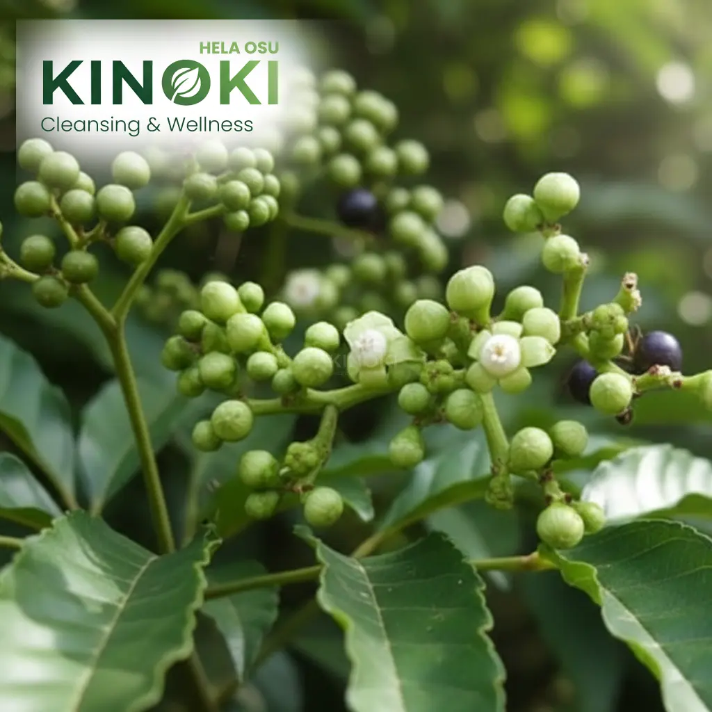 The Versatile Bandicoot Berry: Nature’s Secret for Healing and Home