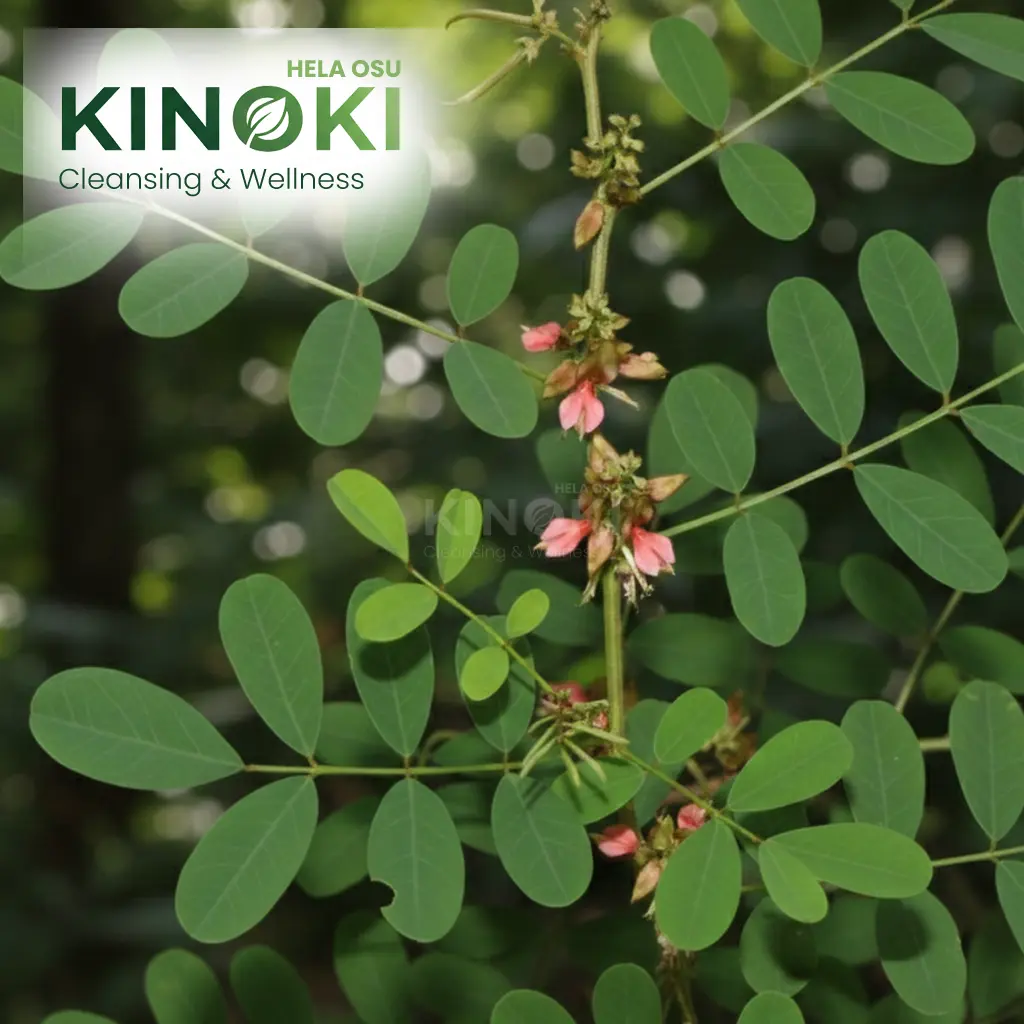 The Versatile Nil Awariya: Nature’s Source of Indigo and Healing