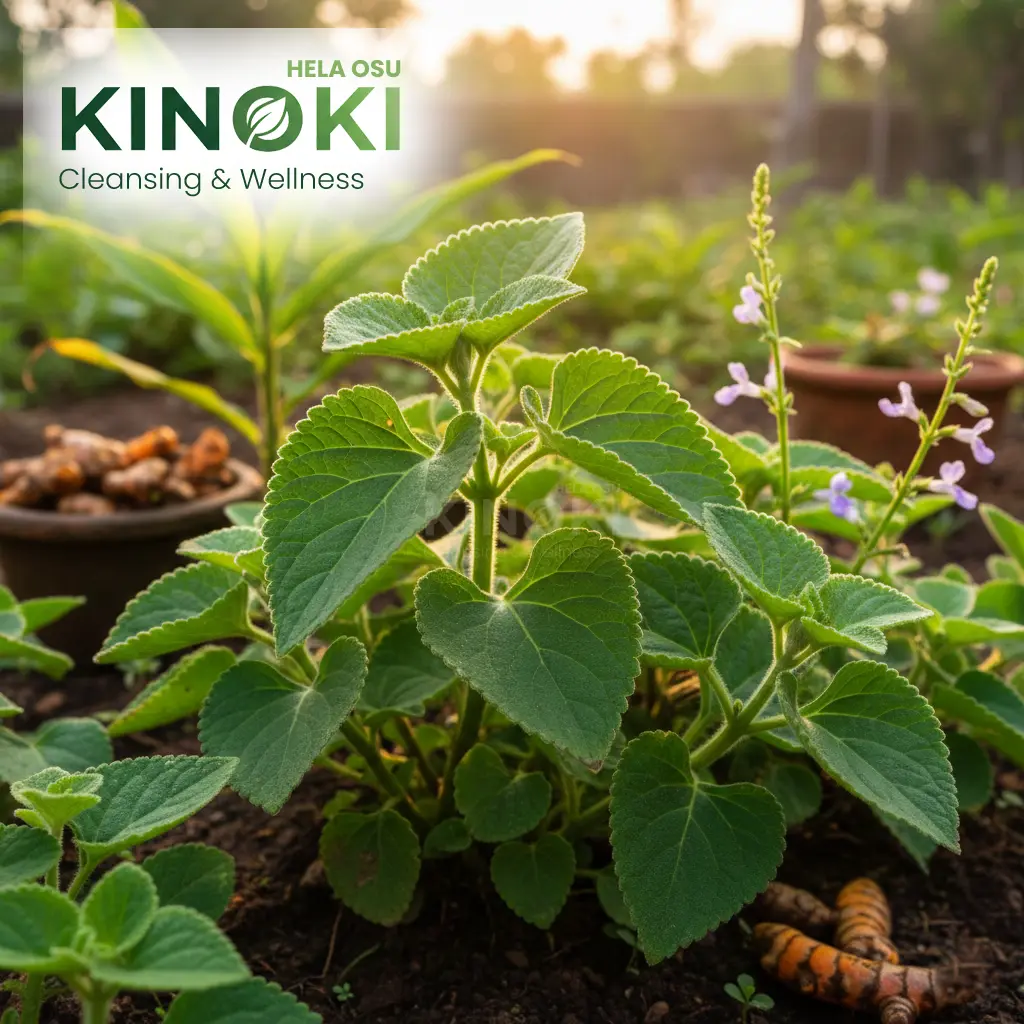 The Wonders of Iriveriya: A Healing Herb for Your Home Garden