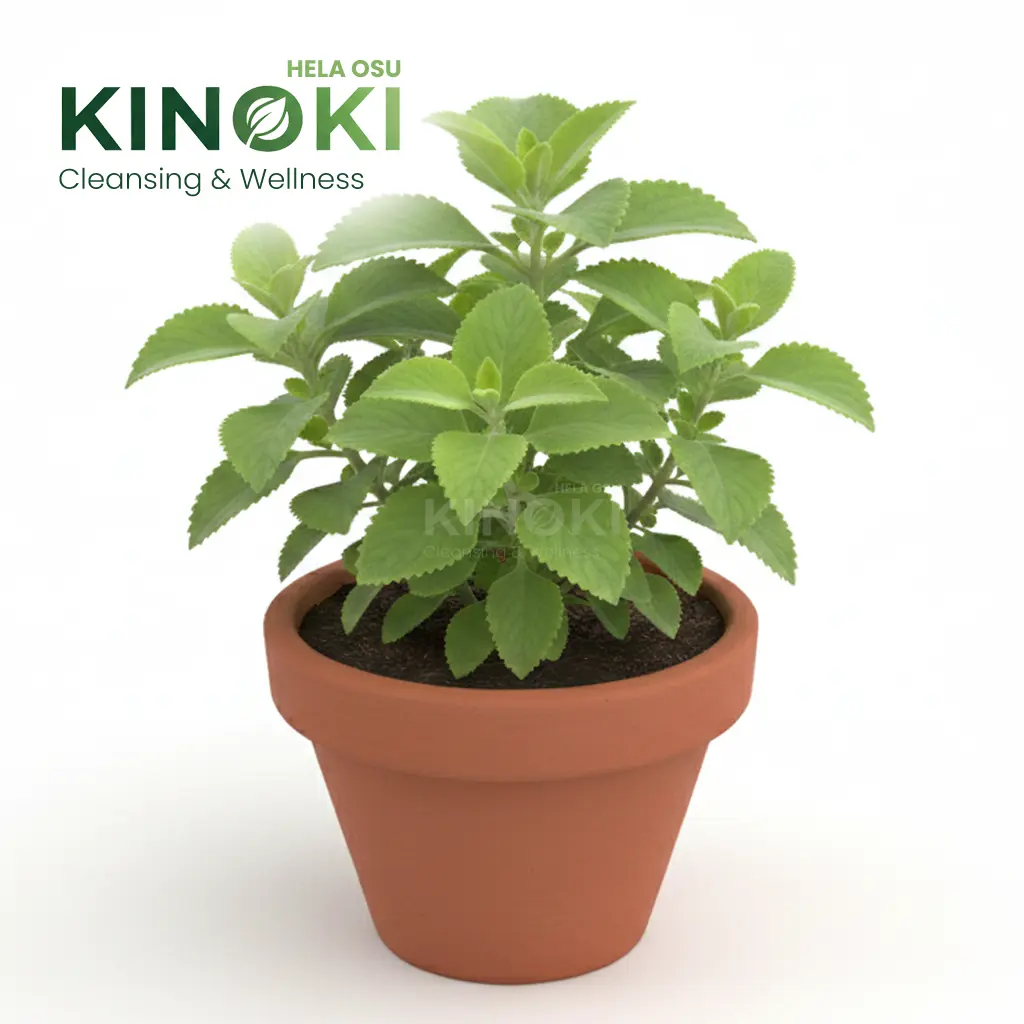 Kapparawalliya: A Miraculous Herb for Your Home Garden