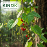 Rasakinda: The Divine Herbal Vine for Eternal Health