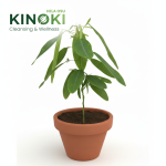 The Miraculous Pranajeeva (Dancing Tree): Nature’s Powerful Healer