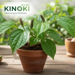 Thippili: The Powerful Ayurvedic Remedy for Respiratory Health