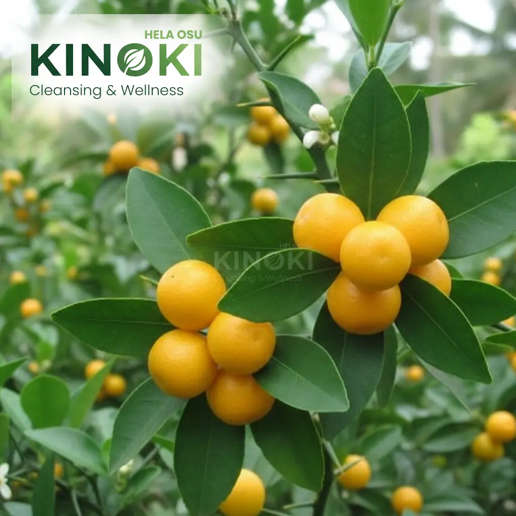 Discover the Power of Yaki Naran: Sri Lanka’s Ancient Secret for Immunity and Health